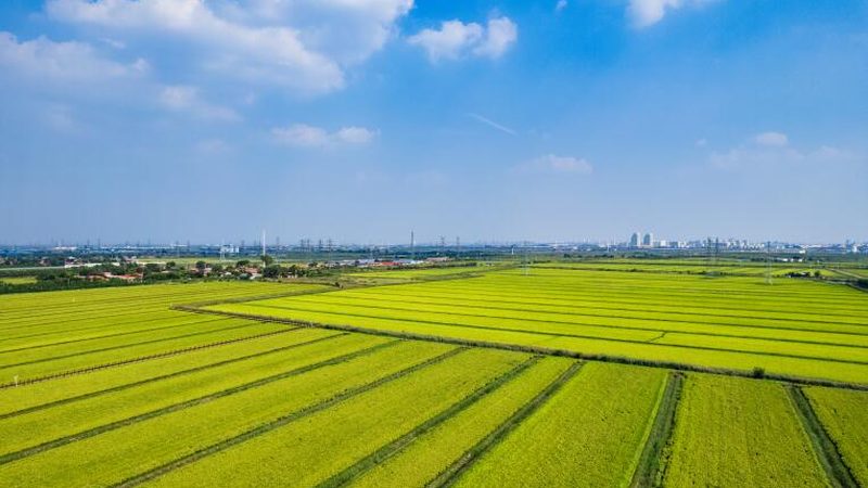 农资批发代理市场，别再只看价格榜了