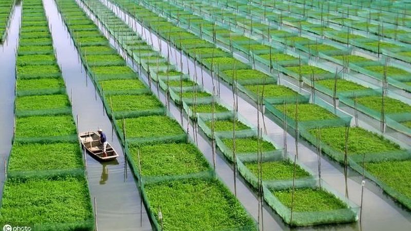 绿色食品认证与有机认证：现场检查的区别解析
