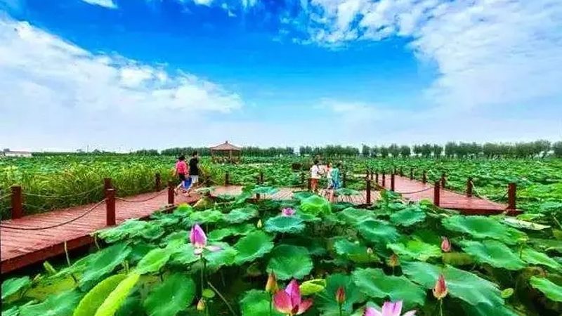大棚种植成本解析：一亩多少钱的真相**
