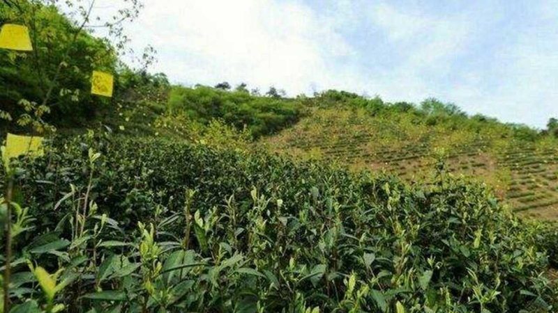 成都现代农业人才培养现状：挑战与机遇并存