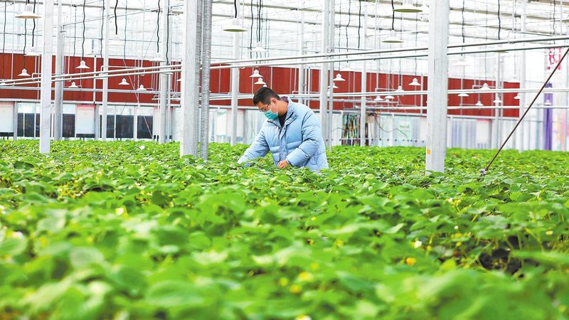 钢管大棚每亩造价解析：成本构成与选择要点**