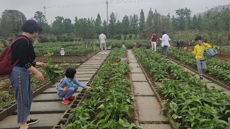 绿色食品认证：如何选择合适的加盟公司