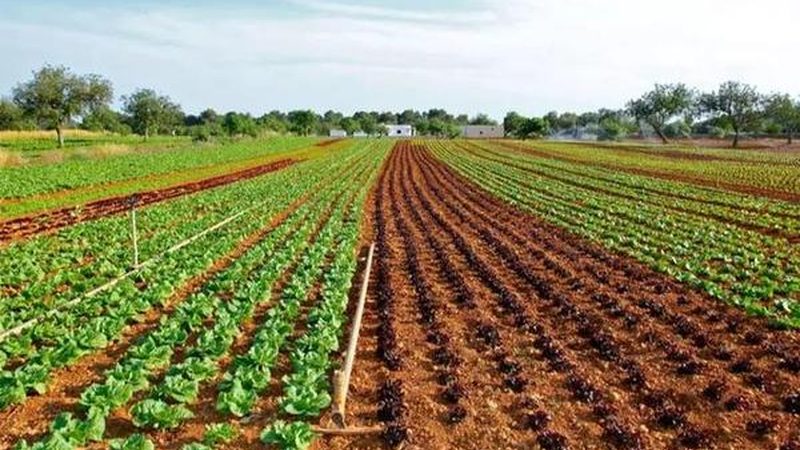 蔬菜基地的土壤正在经历一场无声的透支