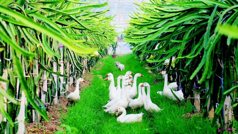 温室节能，农业未来：现代温室工程节能方案解析**